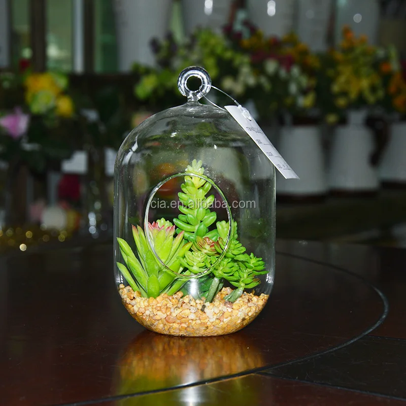 Hanging Terrarium Glass Vase Succulent Plants For Sale Buy