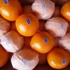 /product-detail/new-crop-fresh-mandarin-orange-with-good-quality-and-cheap-price-60844652811.html