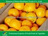 Honey orange /fresh baby mandarin for bangladesh and srilanka market in china