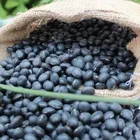 Beans Beans/ Green HPS Big Black Beans /black Soya Beans/ Black Soybeans With Green Kernels