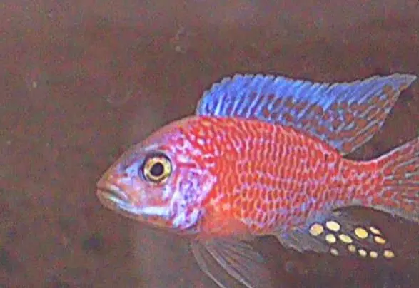 peacock fish tank