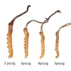 Dong chong xia cao Hot sale top quality best price wild cordyceps