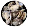 frozen short necked clam with shell IQF