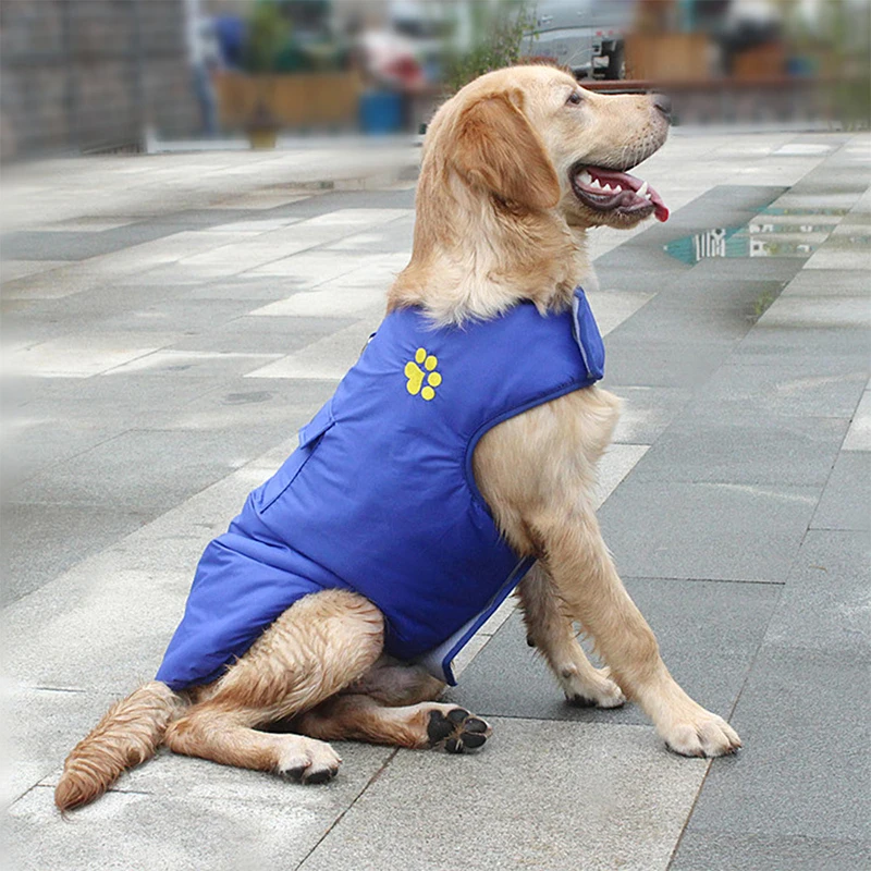 dog2