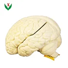 Human brain model / Biological anatomical model