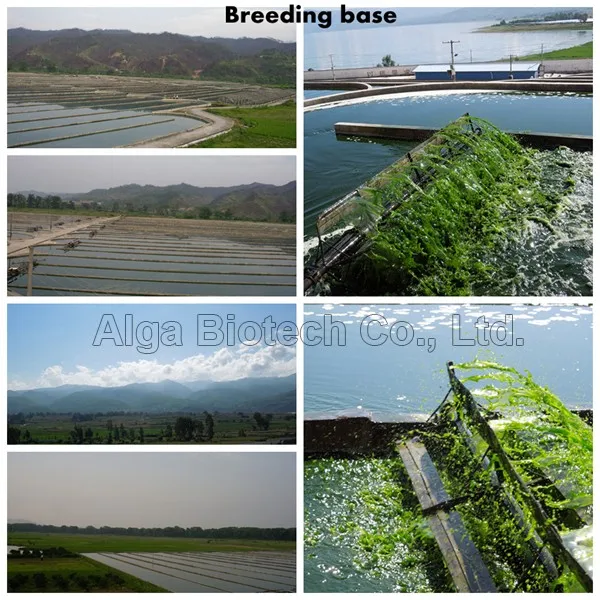 breeding base.jpg