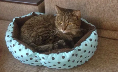 HTB10.ukXPgy_uJjSZLeq6yPlFXaw