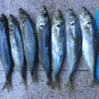 Frozen Horse Mackerel Frozen Round Scad Fish