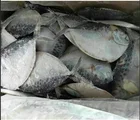 Import Export seafood fish frozen moonfish pomfret fish on sale