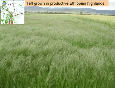 Organic Teff Grain From Ethiopia