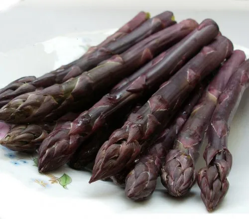 penanaman akar asparagus bibit tanaman asparagus putih penanaman akar asparagus bibit tanaman asparagus putih