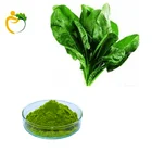 Hot selling 100% Natural High Quality spinach powder