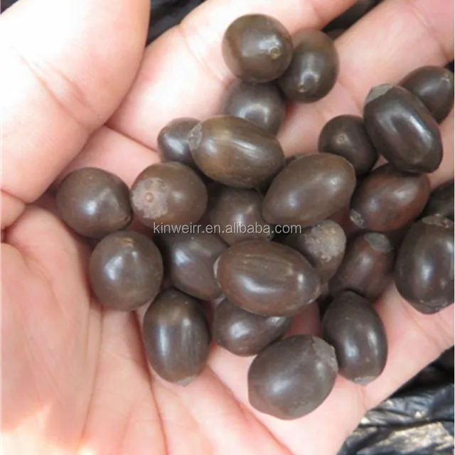 high quality dried black lotus seed for flower growing