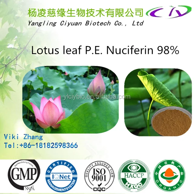 top quality lotus seed extract powder / lotus leaf extract/lotus