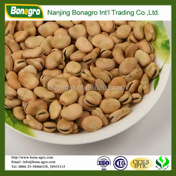 chinese broad bean