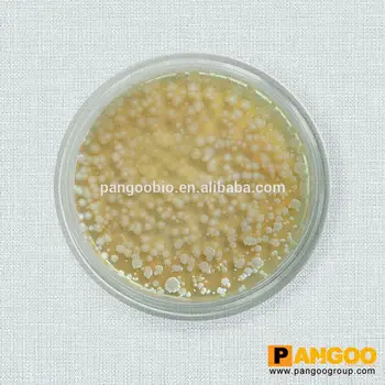 enterococcus faecalis