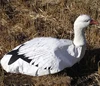 custom wholesale foldable tyvek windsock snow goose