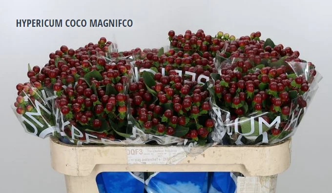 HYPERICUM COCO MAGNIFCO