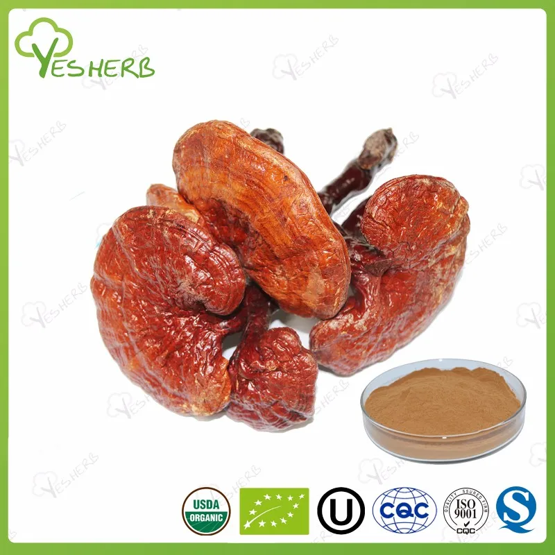 reishi mushroom extract powder 1.jpg