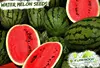 /product-detail/water-melons-111533668.html
