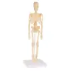 Kids Skeletal Model with Realistic Looking Bones & Movement for Learning Science, Anatomy