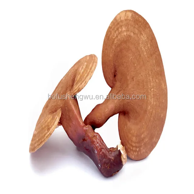 zhi mushroom extract is prepared from fruiting body of reishi