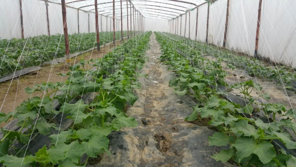 high quality HDPE knitted plant support climbing net/trellis/plant climbing net for pea and cucumber climbing