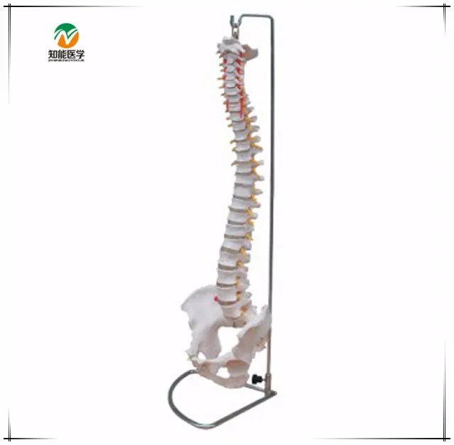 BIX-A1009 spine model.jpg