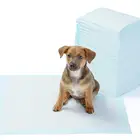 Pet Puppy Training Pad Biodegradable Dog Pee Pad