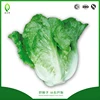 /product-detail/high-yield-hydroponic-lettuce-seeds-vegetable-seed-60653041884.html