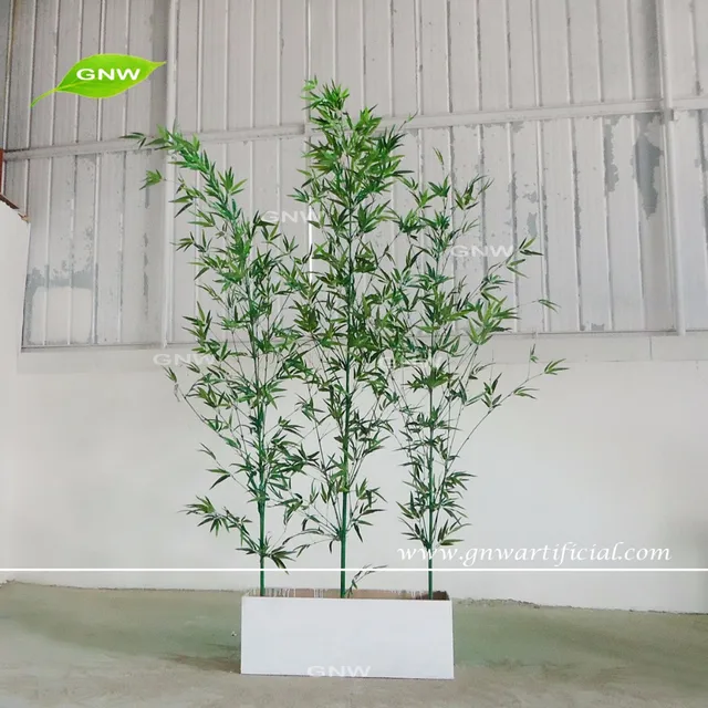 real bamboo plants