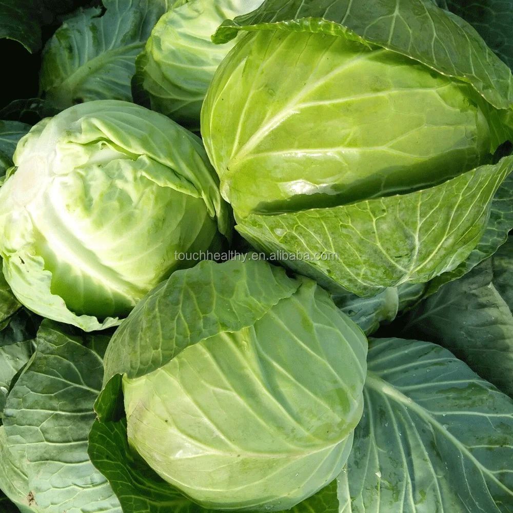 white cabbage seeds