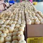 Wool paint brush roller wall painting roller sleeves