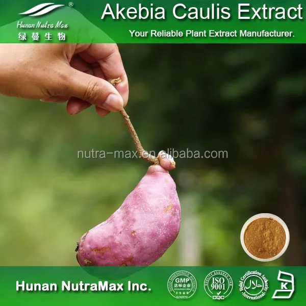 akebia quinata extract