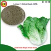 /product-detail/good-quality-and-high-yield-vegetable-seed-f1-hybrid-the-king-lettuce-seed-60672922061.html