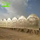 Cheap substrate culture multi span agricultural greenhouse