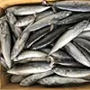 fresh seafood fish frozen bonito for Thailand canning factory