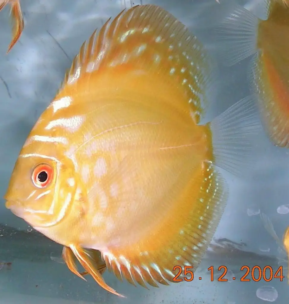 discus fish of penang