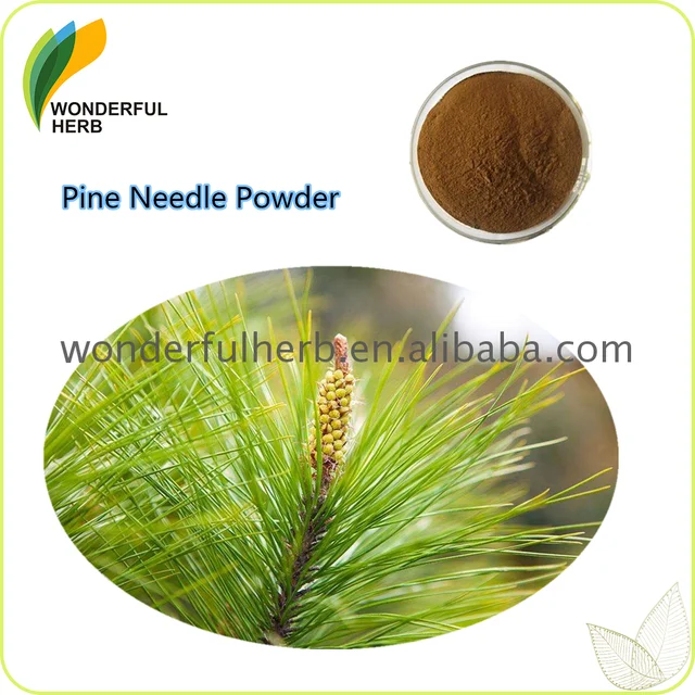 pine needle tea images