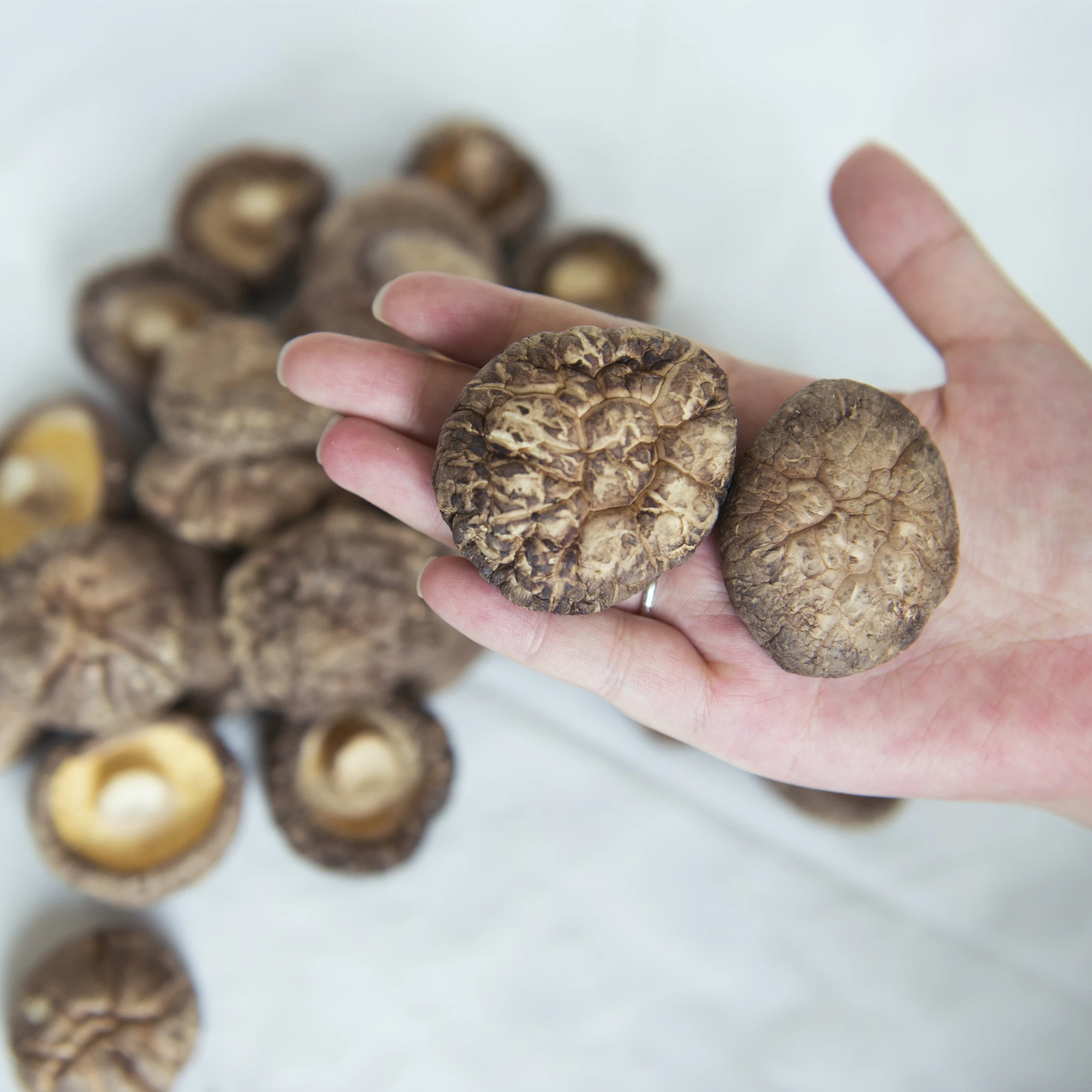 Best Price Wholesale Mushroom Price Craft Mushrooms Dried