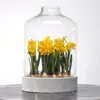 Hot selling home decoration green plant flower seedling porcelain pot with glass cover