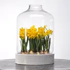 Hot selling home decoration green plant flower seedling porcelain pot with glass cover