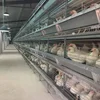 2019 poultry farm design with all poultry equipments