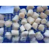 Wholesale frozen Hokkaido sea scallop