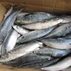 400-600g Frozen BQF Mackerel Fish