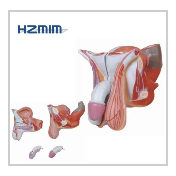 male external genital.jpg