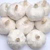 excellent quality peeled garlic cloves fresh peeled garlic