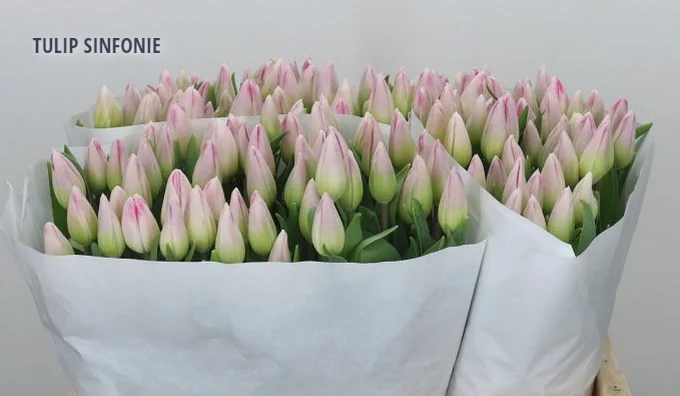 TULIP SINFONIE