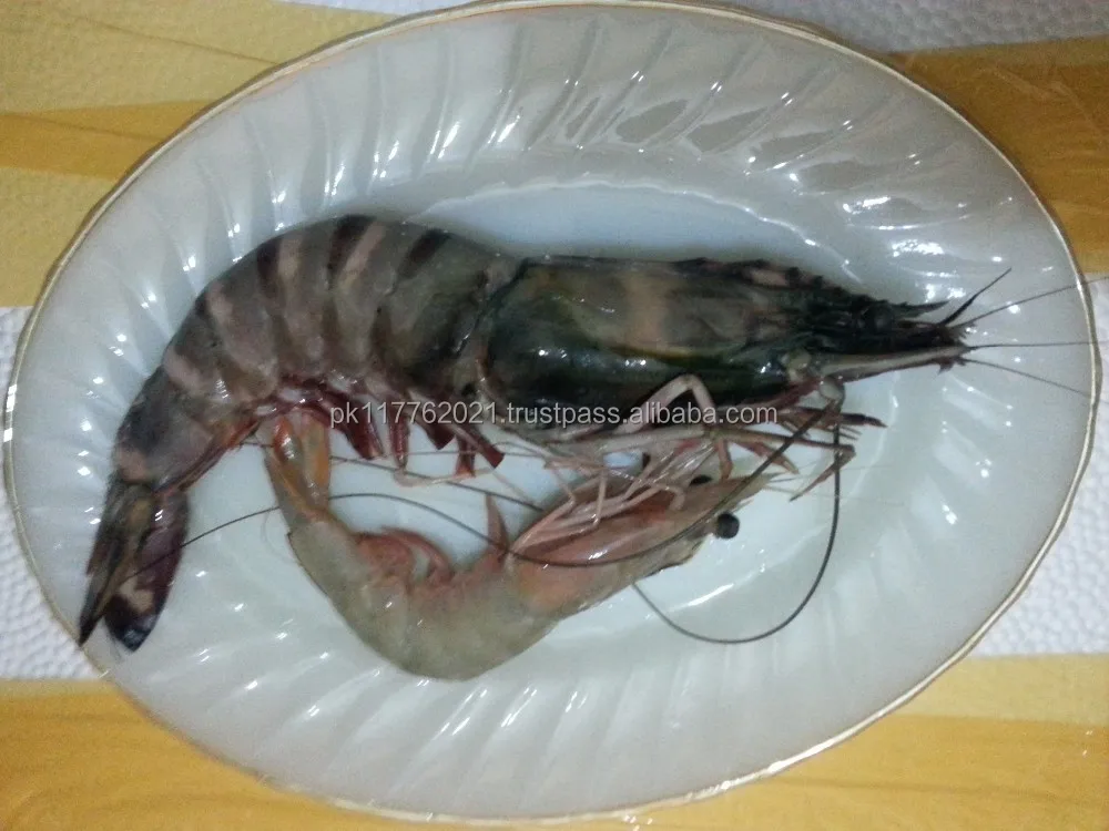 food & beverage  seafood  shrimp  pakistan tiger prawn  8