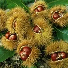 Chestnut Fresh Chestnut